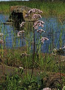 Valeriana sambucifolia subsp. salina