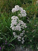 Valeriana sambucifolia subsp. sambucifolia