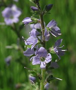Veronica officinalis