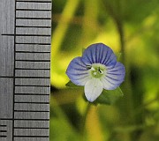 Veronica persica