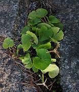 Viola palustris