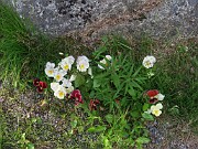 Viola x wittrockiana