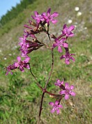 Viscaria vulgaris