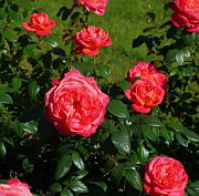 Xtra Cultivated Plants