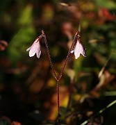SPECIES
