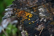 IMG_2478