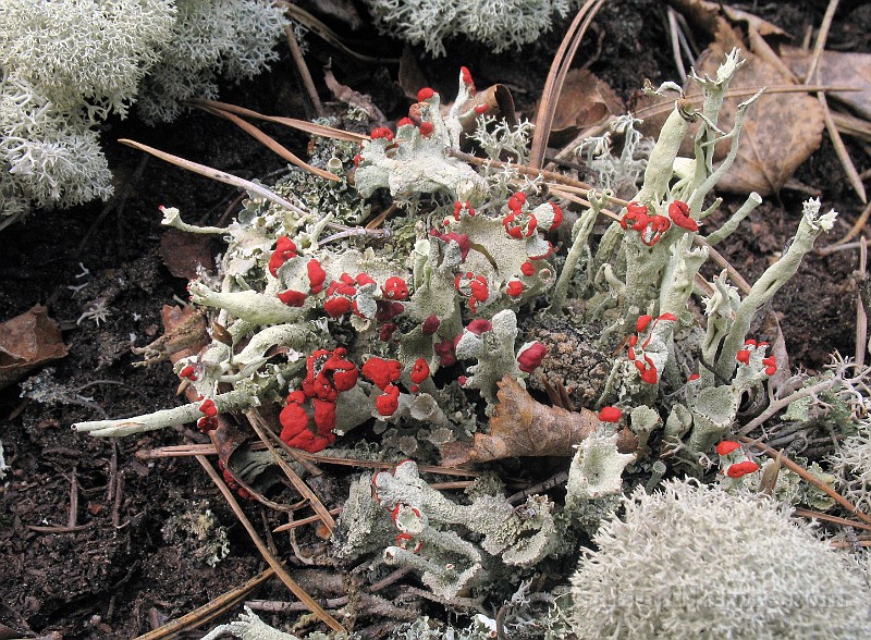 Cladonia_coccifera.jpg