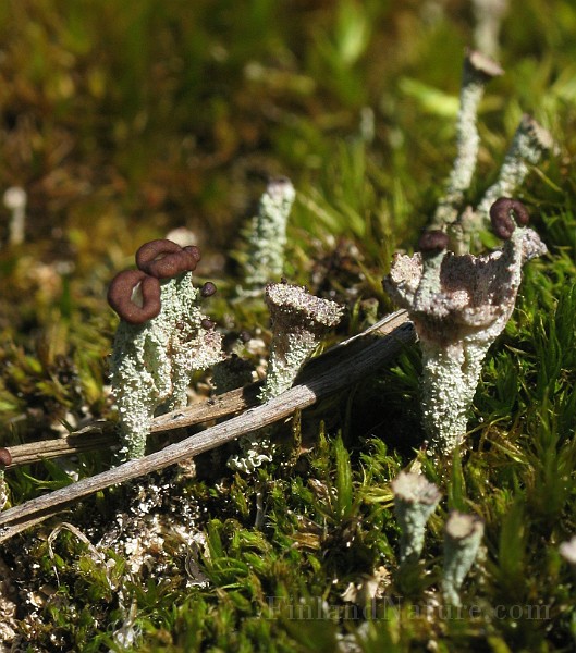 Cladonia_coccifera_(IMG_6898).jpg