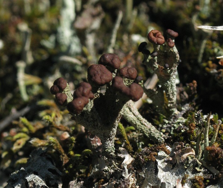 Cladonia_coccifera_(IMG_6901).jpg