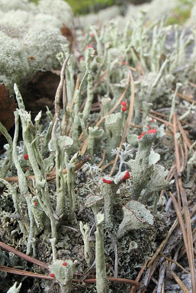 Cladonia_coccifera_01.jpg