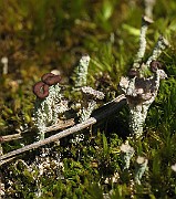 Cladonia_coccifera_(IMG_6898)