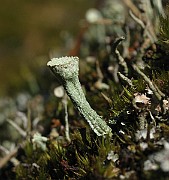 Cladonia_coccifera_(IMG_6900)