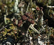Cladonia_coccifera_(IMG_6901)