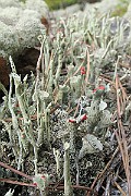 Cladonia_coccifera_01