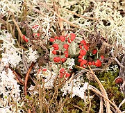 IMG_0836