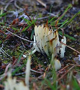 IMG_1731