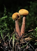 Cudonia_cf_circinans