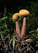IMG_0066