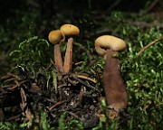 IMG_0067