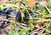 IMG_3775