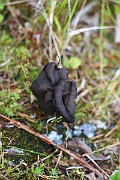 IMG_1021