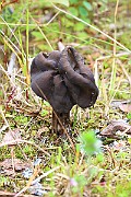 IMG_1123