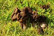 IMG_1487