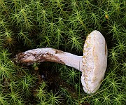 IMG_0869