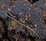 IMG_1076b