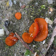 IMG_2552