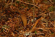 IMG_0958