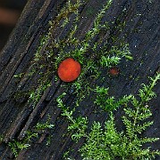 IMG_1085