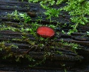 IMG_1087