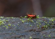 IMG_1089_cr