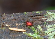IMG_1090