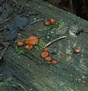 IMG_9954