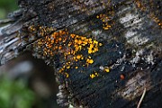 Bisporella citrina