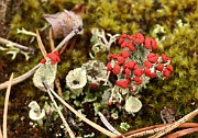 Cladonia coccifera