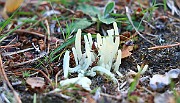 Clavaria fragilis s.l