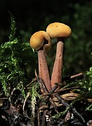 Cudonia circinans
