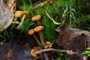 Cudonia confusa