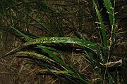 Erysiphe graminis