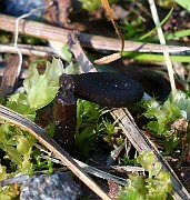 Geoglossum fallax