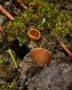 Geopyxis carbonaria