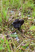 Helvella lacunosa
