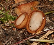 Humaria hemisphaerica