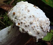 Hypomyces chrysospermus