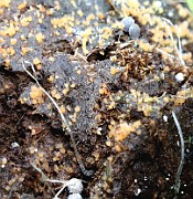 Lasiobolus cf intermedius