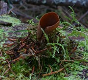 Otidea brunneoparva