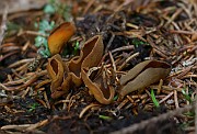 Otidea leporina